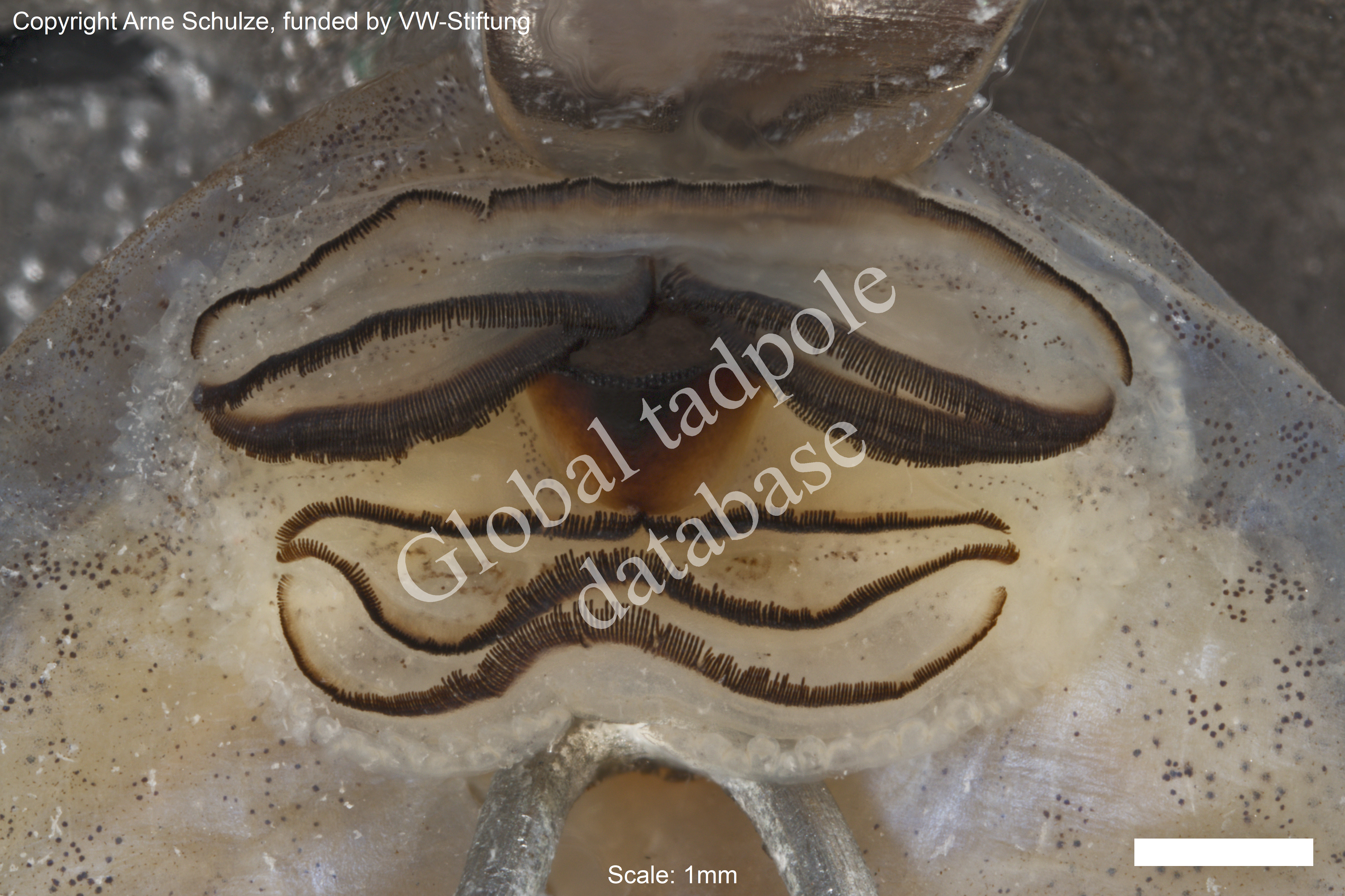 Sorry, no picture available